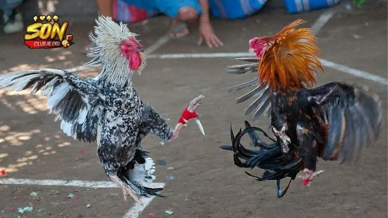 cong-nghe-truyen-phat-hinh-anh-sac-net