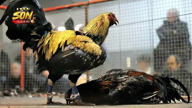 quy-tac-tham-gia-da-ga-sonclub-va-su-cong-bang-minh-bach